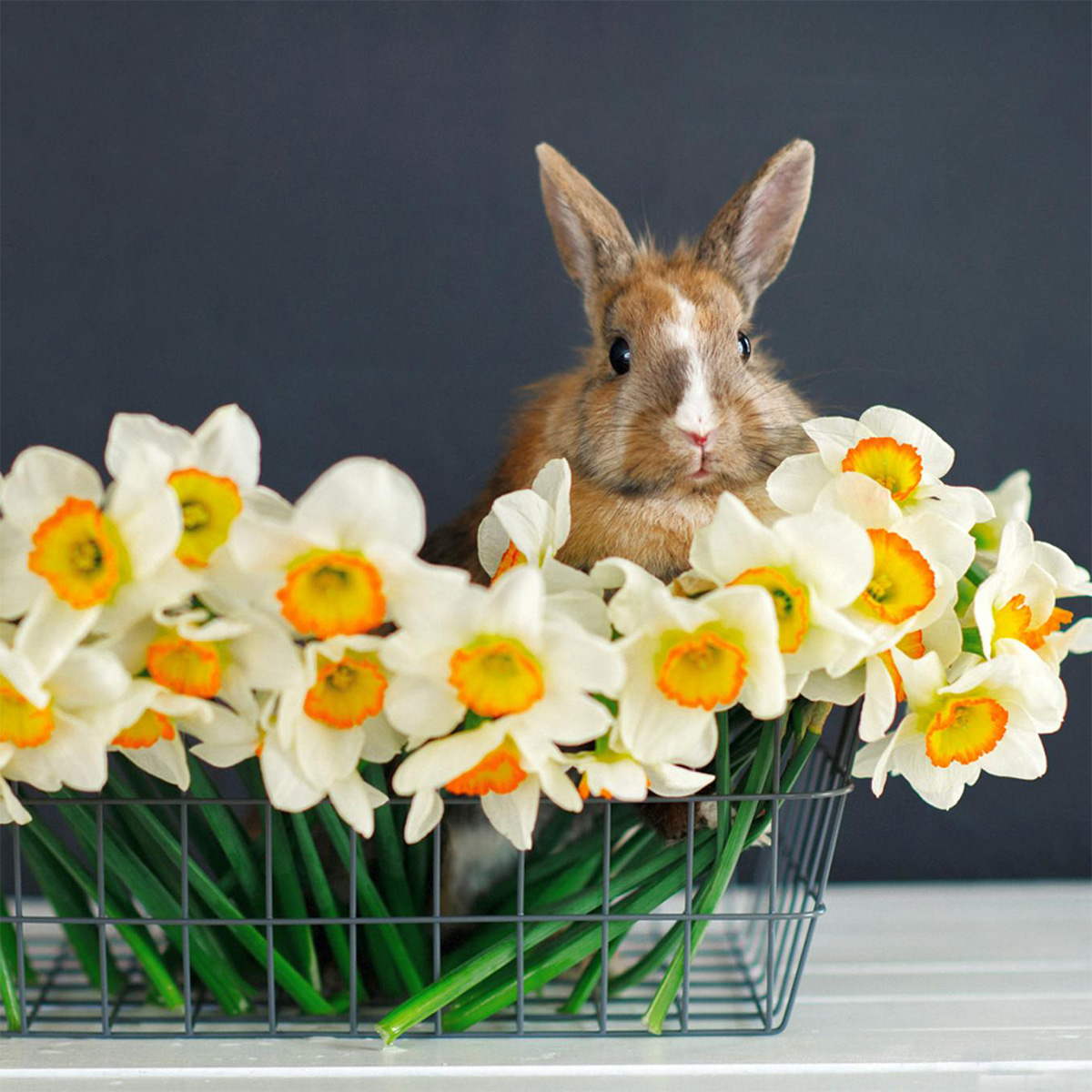 Easter Bunny