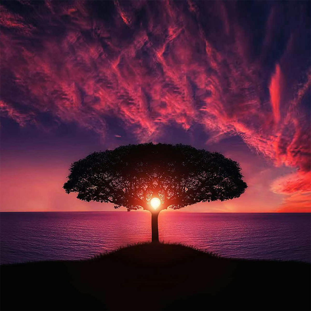 Sunset Tree